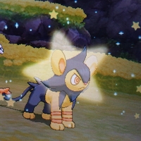 色違い 国際孵化進化 レントラー Usum キロの色違いポケモン図鑑ブログ 色違い 国際孵化進化 レントラー Usum キロの色違いポケモン図鑑ブログ