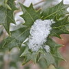 春の雪が、「ヒイラギ（柊）」の葉に…。