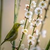 「きのう何食べた？」を一気に観ました