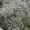 宿根カスミ草・・咲き始めました