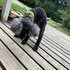 老犬ホームあん｜新人さん ガンモ^^