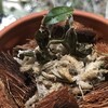 瀕死の青いラン、復活なるか？