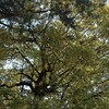 寄り道🎵  くぬぎの花💠ドングリまでの長い道のり🌀