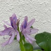浮草ホテイアオイの花