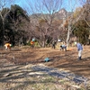 フジバカマ畑の整備植替（１）