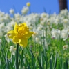 備北公園のスイセンは見ごろ過ぎ　2026.04.11