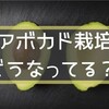 アボカド栽培どうなってる？ ～アボカドモンスターは今もご健在？～