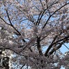 カラスと桜