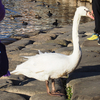 ふれあい岸辺で鳥三昧『手賀沼公園』