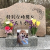 愛犬  蓮太郎🐕に贈る言葉💝  ※毎日新聞（朝刊：全国版）みんなの広場 5/17（日）付