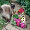 庭で摘むバラやハーブと外猫ミズ