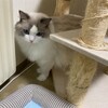 今日は元気においかけっこ＆かくれんぼ
