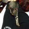 ストーカー子猫のお世話は大変