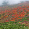 10月の栗駒山 | 山がまるで絨毯のよう！