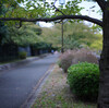 Voigtlander NOKTON 58mm F1.4 SLII N　その２