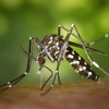 ベトナムの水問題の他にもう1つの不安が…それは蚊によるデング熱です