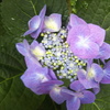 6月の我が家の草花