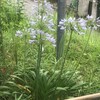 Agapanthus