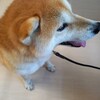 GW柴犬きなこのホテルの予約がとれず・・・最近お髭が白くなったけどストレス？