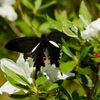 初夏に向かって　３　オナガアゲハ