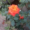 バラに込められた暗号を解読しながら宇陀から連れてきたバラの花に縄文の女神を思う。