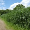 北本自然観察公園の生き物 5月23日