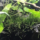 ウィローモスを育ててみよう 活着方法から水上化まで Diyなアクアリウム