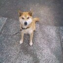 青島日記