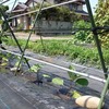 秋茄子用自家採種黒十全5本定植
