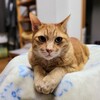 アフター「よいにくきゅうの日」