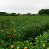 桶川市雨後の紅花＆久喜市雨後の花菖蒲