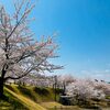 300本の桜が満開に！越路河川公園