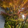 ソフトファンタジーで紅葉