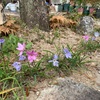 春の訪れ　庭の花