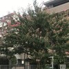 百日紅