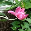 頭が重いチューリップ
