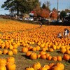 アボッツフォード（Abbotsford)のパンプキンパッチで収穫したカボチャでジャックオーランタンを作ってみた【閲覧注意】。