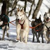 パチンコ台の製造……狂犬の群れの中にあって……