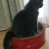 今年の猛暑でテレビが壊れました...