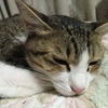リラックスの達人：居眠りねこ：保護猫日記。3歳4ヵ月（178週）