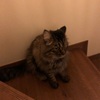 猫のお殿様