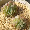 🌵多肉植物   カッパ口なエレガンス他🌵