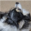 犬小屋