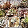 多肉植物を育ててみたい