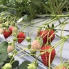 完熟いちご🍓狩り情報　５月１２日(水)開園日です‼️💕🍀