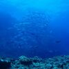 粟国島のダイビング