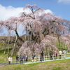 桜めぐり４月１２日