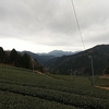 曇り続きの1月下旬