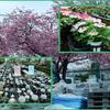 宇都宮緑花センターへ～桜見物