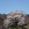 群馬桜_発知・天照寺